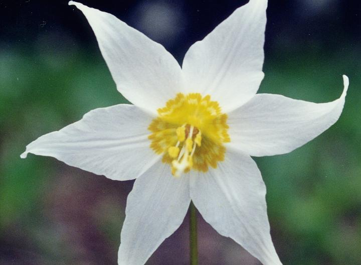 (14) wildflower (olympic natl park).jpg